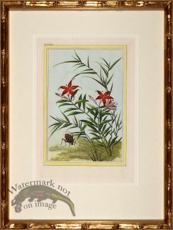 Buchoz Botanicals in Bamboo 10